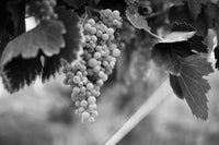 Sparkling Glera grapes for La Spiaggia growing in McLaren Vale vineyards