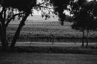 View of vineyards from Mitolo Wine's McLaren Vale Cellar Door